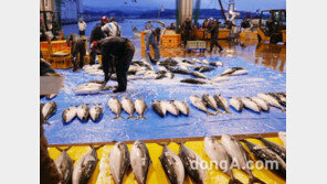 日도야마현 숨은 매력 “겨울 마법의 마을로 떠나요”