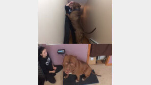 80kg에 성인 키 육박하는 ‘아메리칸 핏불’ 화제… “어마어마해!”