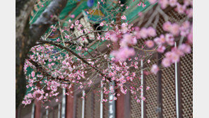 남도의 봄, 동백·매화 향에 취하다