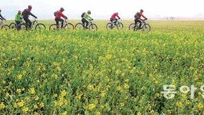 남녘엔 벌써 봄소식 솔솔