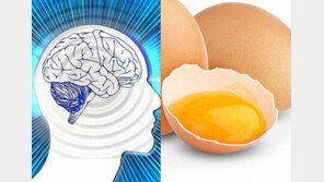 달걀이 학생에게 좋은 이유, 집중력 떨어지는 아이들 학습능력 개선에 도움