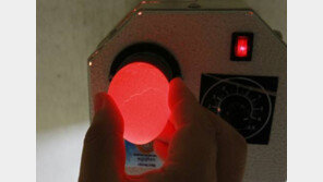 달걀이 학생에게 좋은 이유, 기억력 향상 돕는 ‘레시틴’을 가장 많이 함유