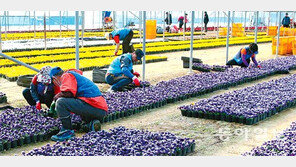 [부산/경남]도심 거리 단장할 봄꽃 ‘활짝’