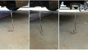 독사 vs 독거미, 치명적인 맹독의 대결…승자는?