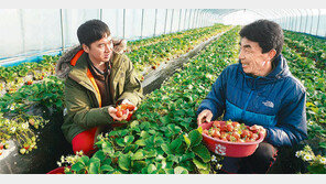 새벽 수확 → 당일 판매, 로컬푸드 붐