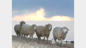 강릉 커피 힐링로드 조성, 해발 832미터 능경봉 정상 지나며 몸도 마음도 힐링
