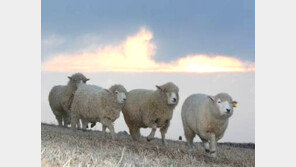 강릉 커피 힐링로드 조성, 걷다 보면 어느새 커피박물관 계곡…몸도 마음도 치유