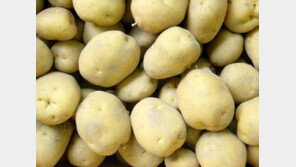 식품업계, 수입만 쓴다?…감자칩 열풍 속 눈물 흘리는 국산 감자