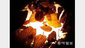 비정한 엄마…‘낙엽 한 장’이 밝혀낸 18개월 아기의 죽음