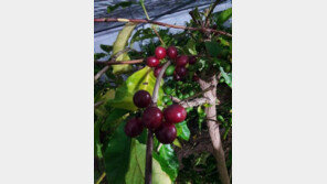 강릉 커피 힐링로드 조성, 커피향 느끼며 걸을 수 있는곳 어디?