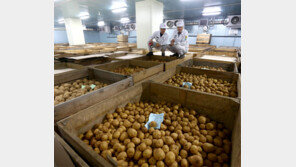 감자칩 열풍에 수입 감자만 콧노래