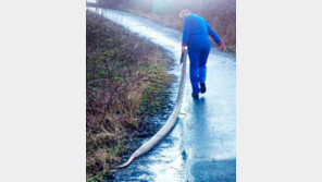 산책로에서 몸길이 4m 의문의 비단뱀 사체 발견