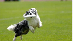 강아지 기억력 지속 시간, 평균 2분? “주인 잘 알아보는 것은 반복 학습 때문”