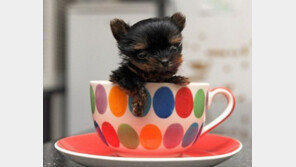 강아지 기억력 지속 시간, 평균 2분… “필요한 정보만 기억”