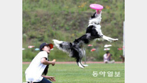 강아지 기억력 지속 시간, 평균 2분… 주인 알아보는 것은 반복 학습 때문