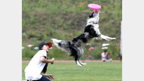 강아지 기억력 지속 시간, 평균 2분… “주인, 어떻게 기억할까?”