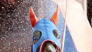 경주마 봄맞이 수영훈련