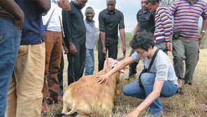 아프리카 야생 하이에나-표범 포획 동물-사람 병 옮기는 매개체 찾는다