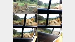 사파리 차량에 다가온 사자, 이빨로 문 열자… “으아악”