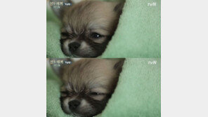 ‘삼시세끼’ 산체 인기에 장모치와와 위상 달라졌다?…몸값 두 배 ‘껑충’