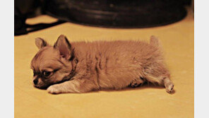 장모치와와, ‘삼시세끼’ 산체 덕분에 대세견으로 등극…몸값 두 배 ‘수직상승’