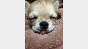 ‘삼시세끼’ 장모치와와 산체, 자는 모습 화제…“산체는 숙면 중”