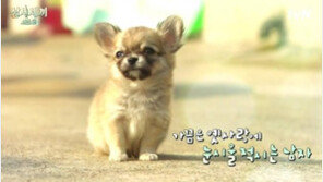 삼시세끼 산체, "급하신 용무는 벌이에게" SNS 통해 근황 ‘폭소’