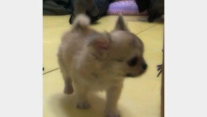 장모치와와 ‘산체’ 국민 강아지 등극, 알고보니 제작진 강아지