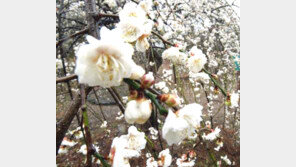 주말에 가볼만한 곳, 한국관광공사 3월 여행지 소개…역시 꽃놀이