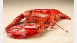 랍스터 무한리필, 박수진·리지도 반했다… “식당 위치는 어디?”