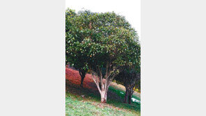 [광주/전남/新명인열전]“황칠나무 26년간 연구…‘천년의 신비’ 부활시켰죠”