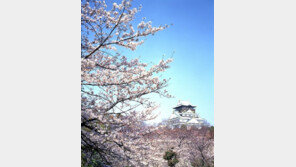 모두투어, 올 봄은 벚꽃 구경하러 일본으로!