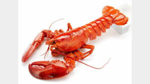 랍스터 무한리필, 살 오동통 오른 랍스터를 무제한…이게 가능해? ‘깜짝+화들짝’