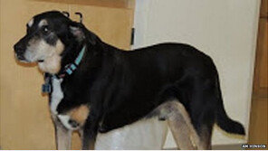 소변 냄새로 암 찾아내는 ‘암 탐지견’, 적중률이 무려 88%?