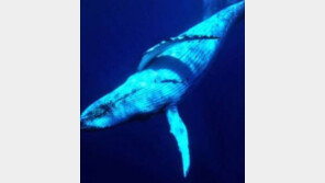 가장 외로운 고래, 수십년간 아무도 들을 수 없는 소리로 노래…52Hz 사연은?