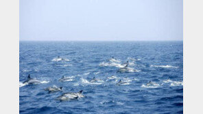 美서 가장 외로운 고래 위한 모금운동…이름 ‘52’에 얽힌 사연은?