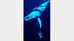 가장 외로운 고래 이름이 ‘□□’…수수께끼 고래의 사연에 美 ‘숙연’
