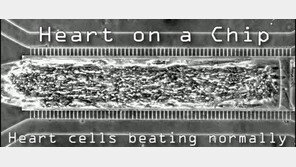인간 심장세포 넣은 바이오칩 개발