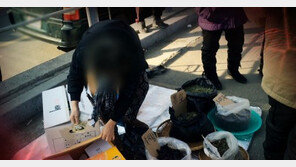 ‘약초 할머니’ 관절염 특효약 한 봉지 20만원…돈을 시장에 뿌려?