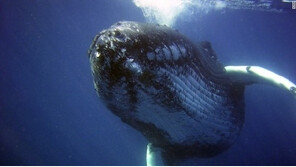 가장 외로운 고래, 다른 고래와 다른 주파수…‘어떻게 생겼을까’