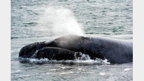 가장 외로운 고래, 1989년 최초 청음 이후 아무도 본 적 없어…고래 맞아?