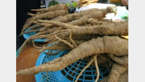 수입산 더덕 구별법…국산 vs 중국산 달라? 효능 ‘UP↑’ 비결 알고보니