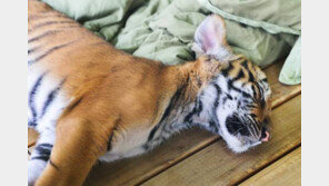 춘곤증 극복 생활수칙, 봄바람 ‘살랑’ 졸음이 ‘꾸벅’…커피-음주-흡연 NO!