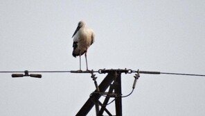 돌아온 황새 봉순이, 하동→서산→김해 화포천 습지로 컴백