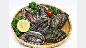 전복 오분자기 차이점, 뭐가 다른가 봤더니…확실히 다르네!