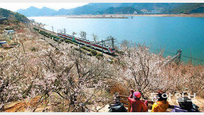 매화 사이로… 달려오는 봄