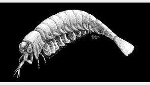 5억 년 전 바다 생명체 복원, 어떻게 복원했나?