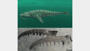 ‘외형은 새우 크기는 고래’ 5억 년 전 바다 생명체 복원...크기 측정해 보니?