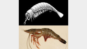 길이 2m 새우가 존재 했었다? 5억 년 전 바다 생명체 복원…실물이 ‘후덜덜’