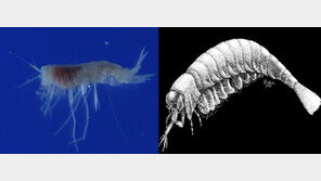 5억 년 전 바다 생명체 복원, 새우 크기가 2m ‘헉!’…실물보면? ‘숨이 턱!’